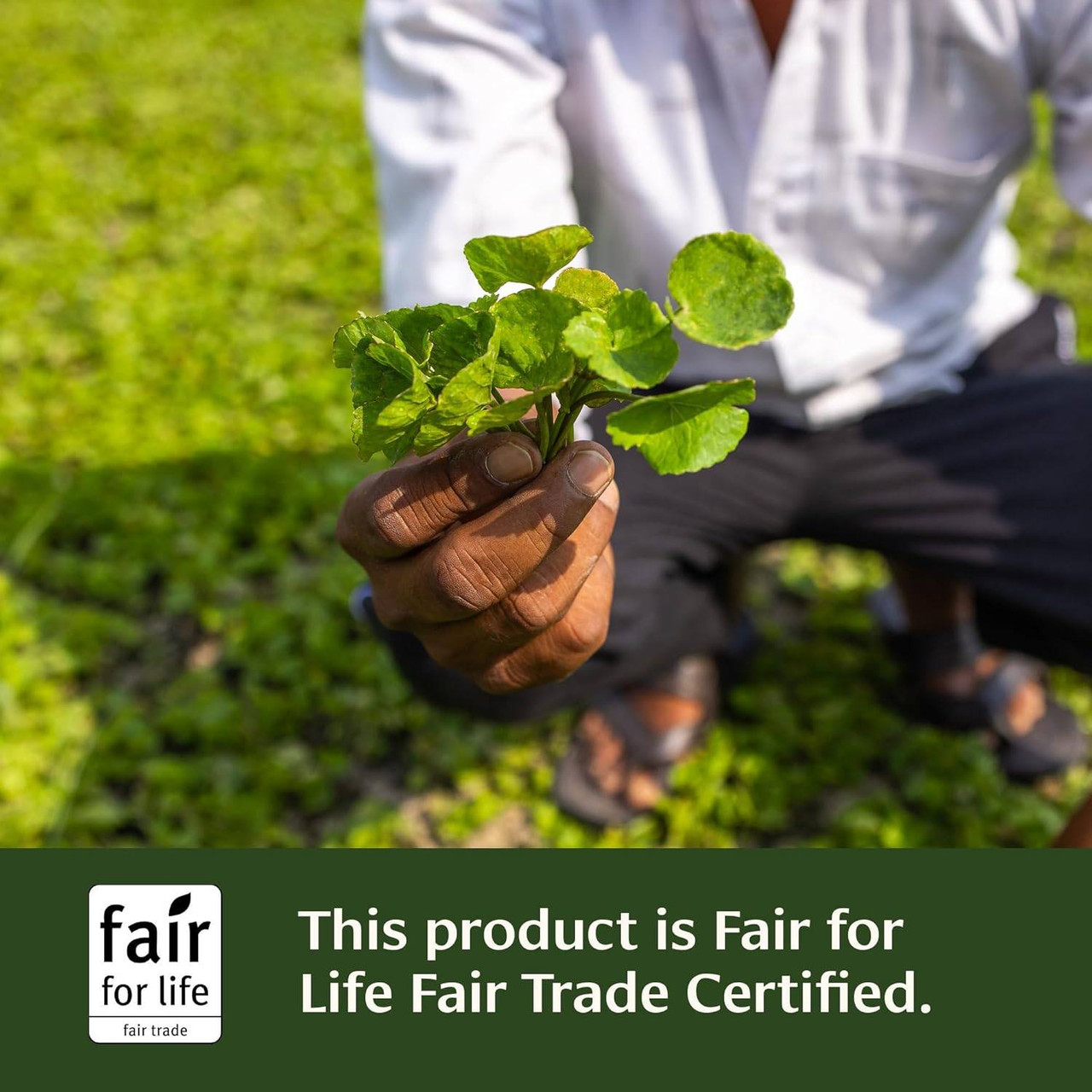 Banyan Botanicals Gotu Kola Tablets - 90 Tablets