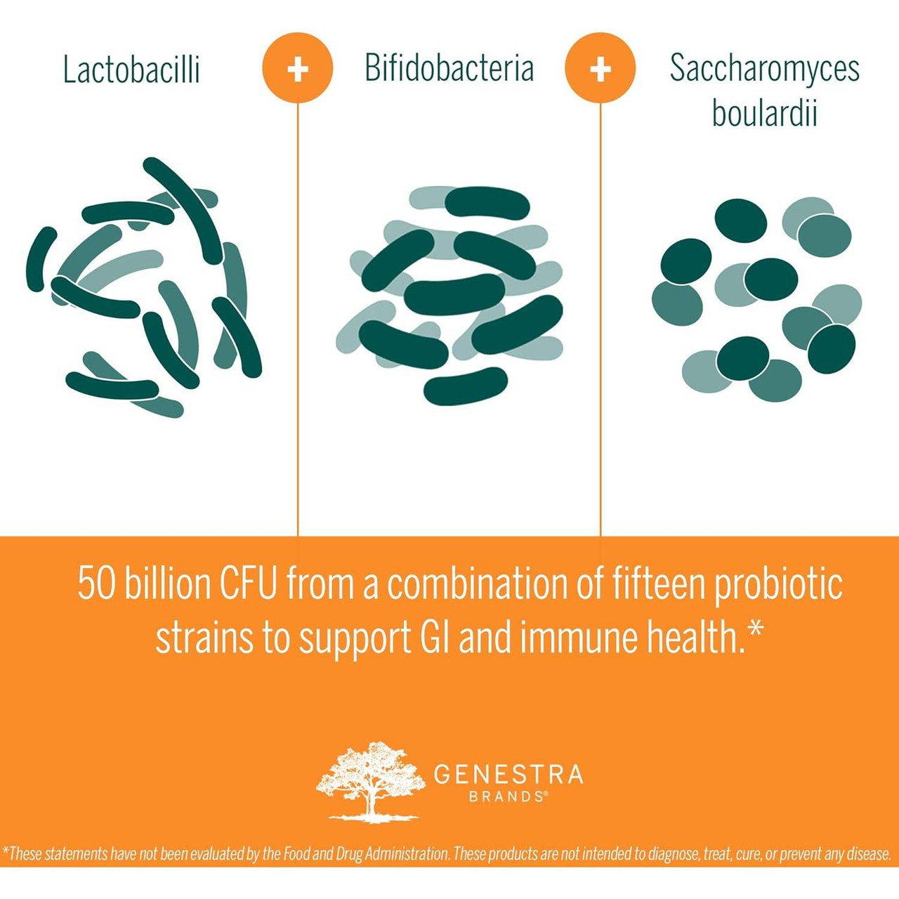 Lactobacilli Bifidobacteria and Saccharomyces strains diagram graphic