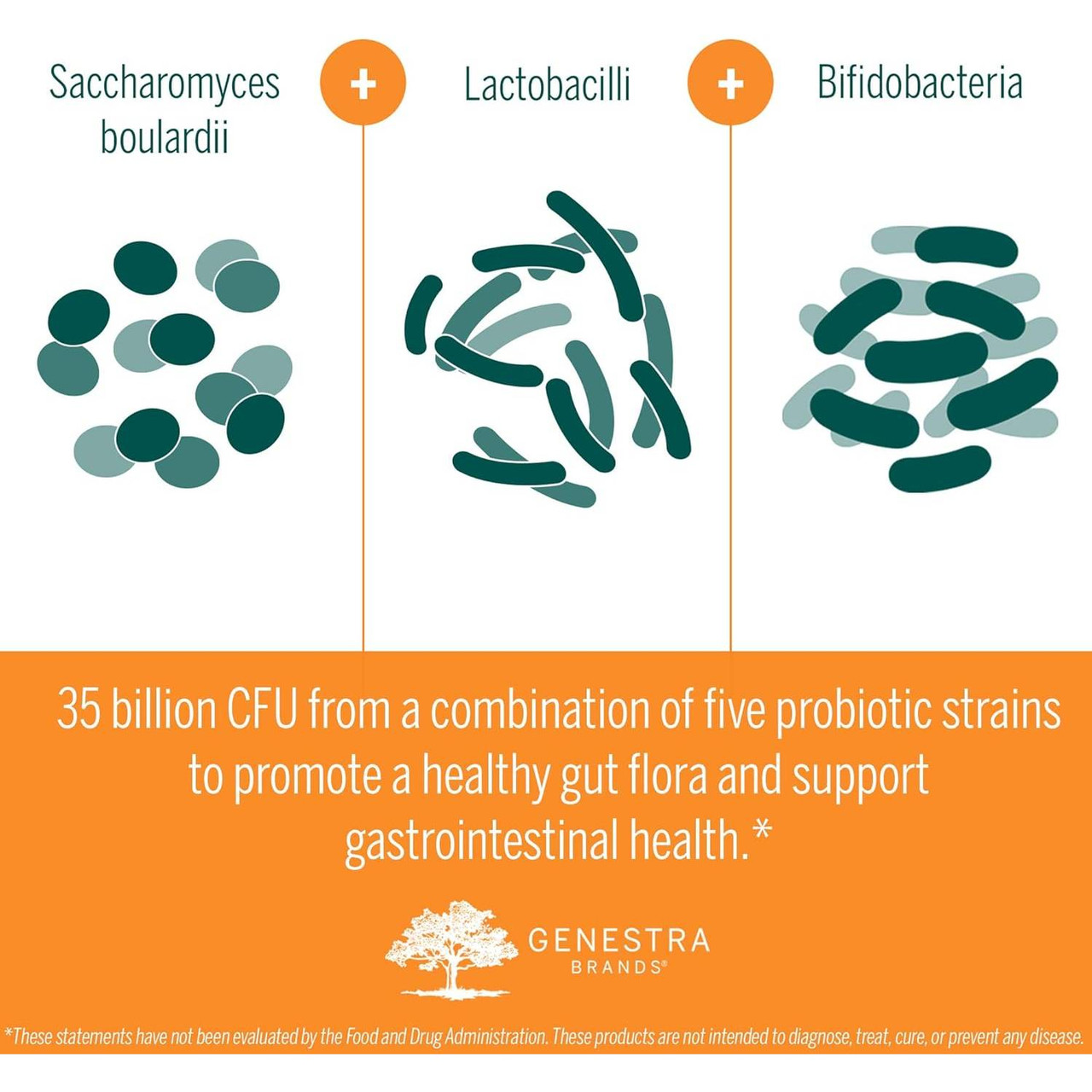 Saccharomyces boulardii, Lactobacilli and Bifidobacteria illustration, five probiotic strains graphic