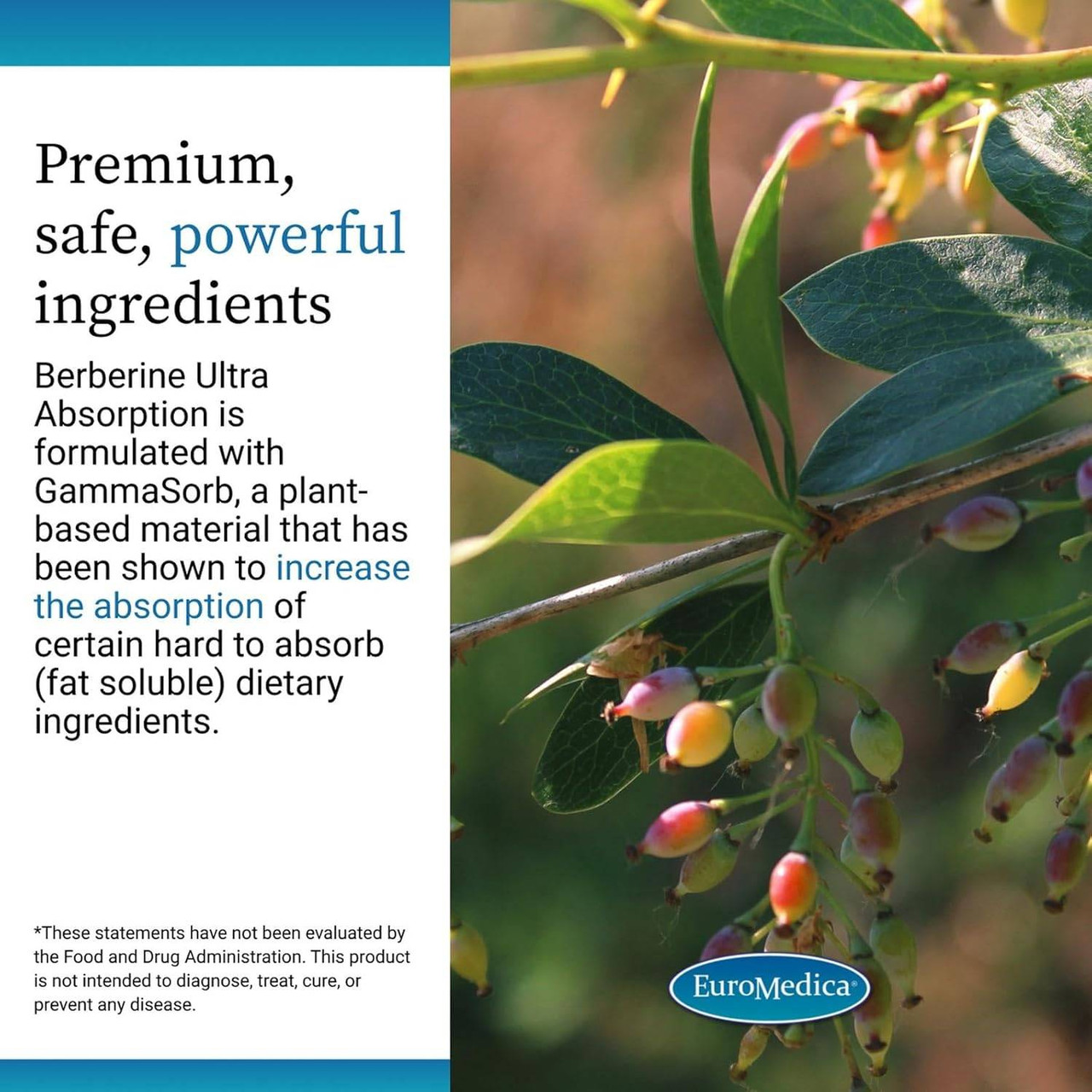 Berberine plant with berries, premium, safe, powerful ingredients with GammaSorb graphic