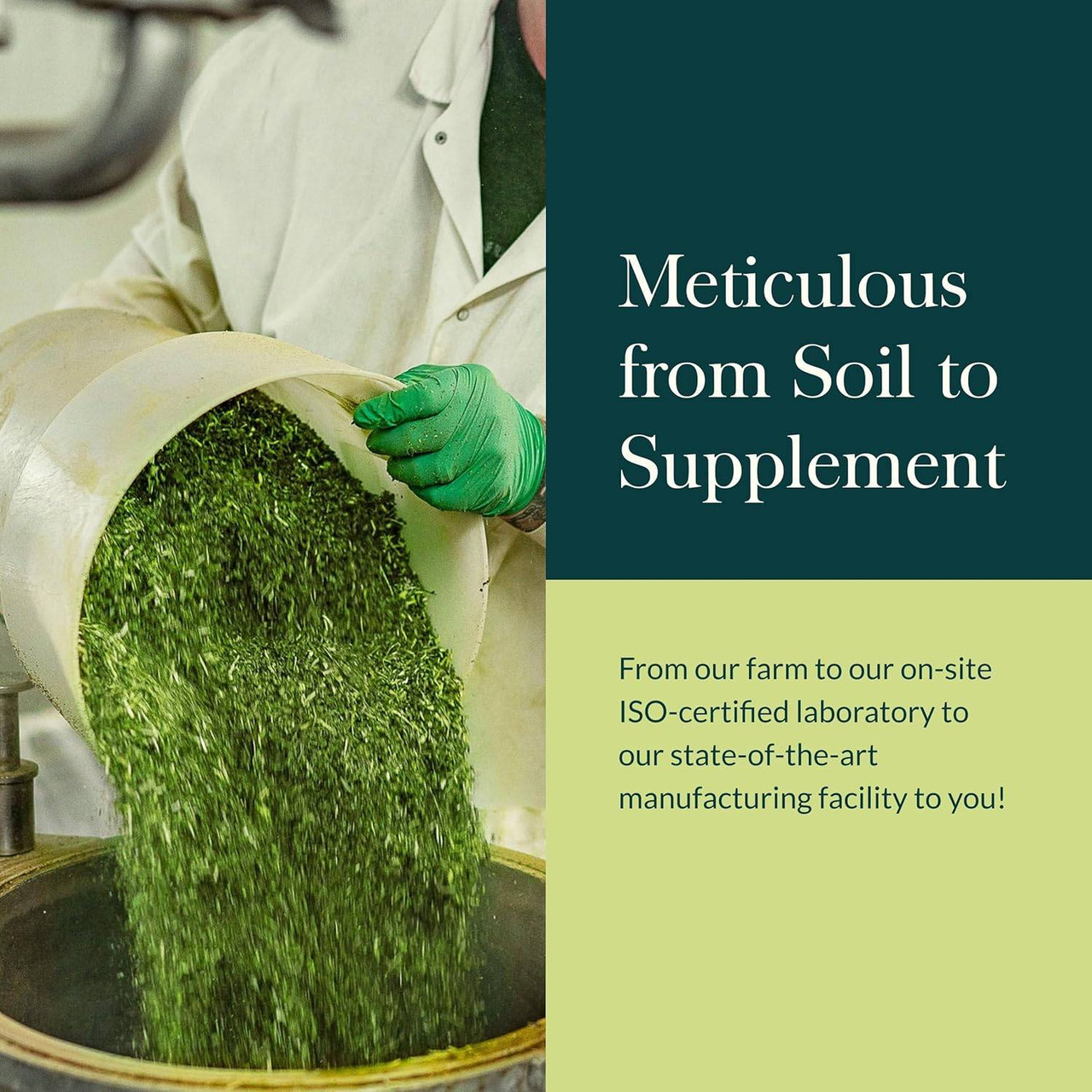 Worker handling fresh herbs, Gaia Herbs meticulous from soil to supplement graphic