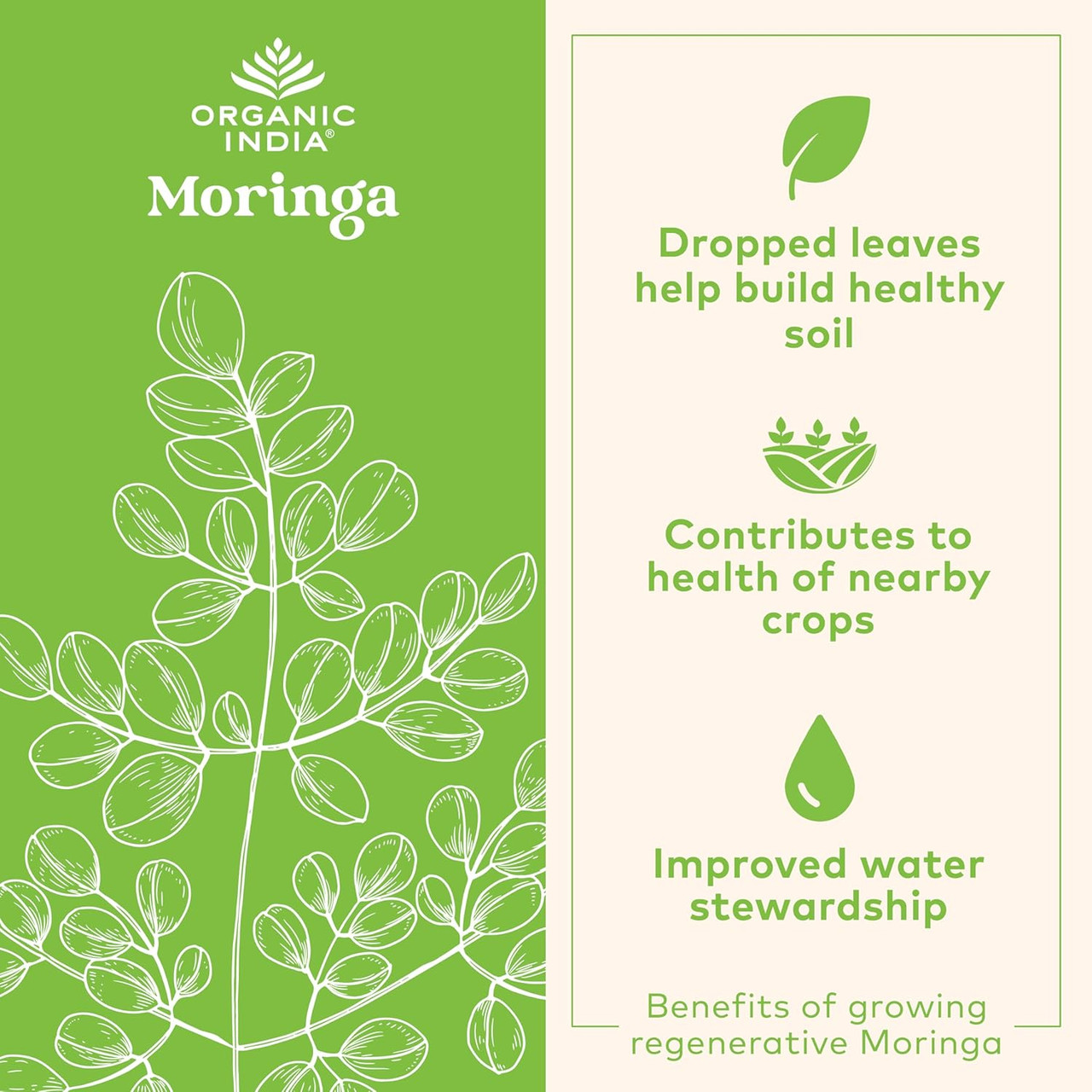 Moringa leaf illustration, benefits of growing regenerative moringa graphic