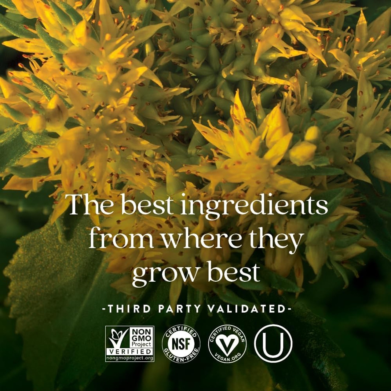 New Chapter Rhodiola Force - 30 Capsules