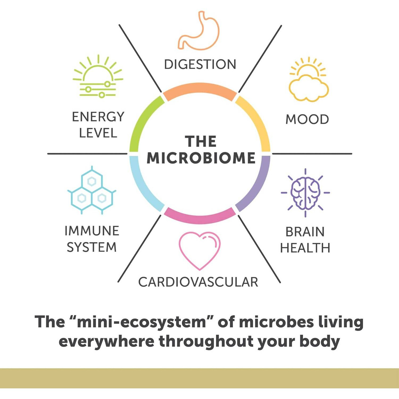 Aqua Biome microbiome digestion mood brain cardiovascular immune energy graphic