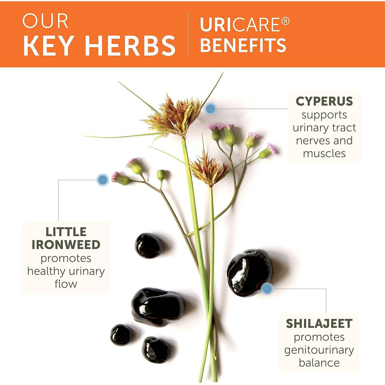 Himalaya Wellness UriCare - 120 Capsules