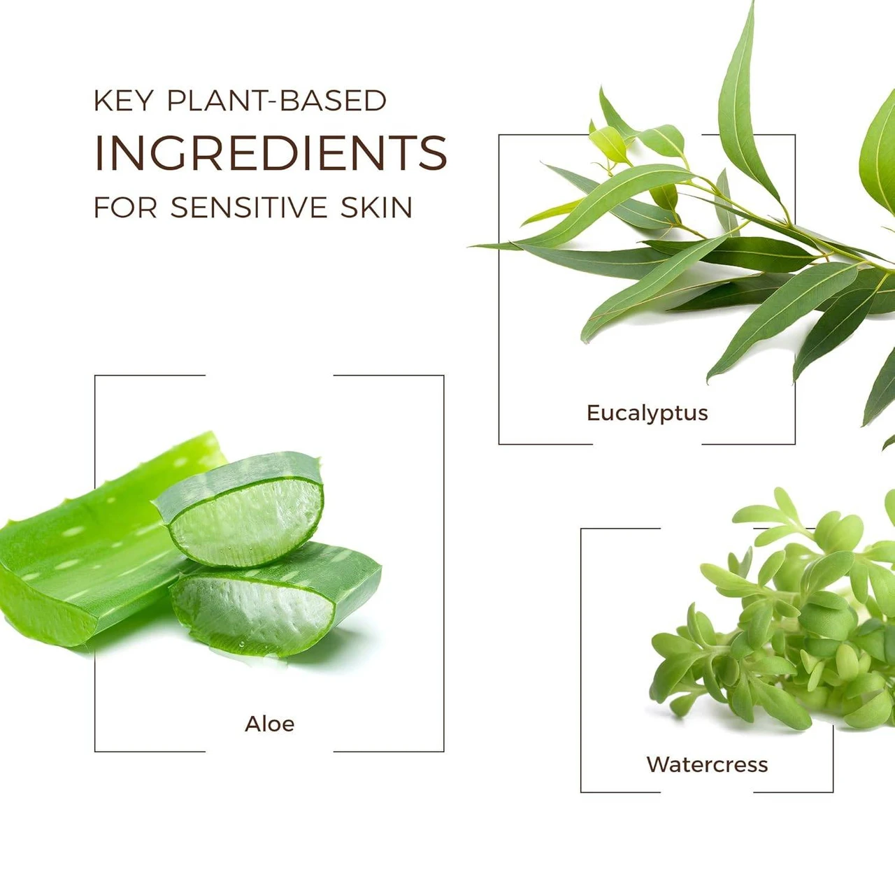 Key plant-based ingredients for sensitive skin, aloe, eucalyptus and watercress
