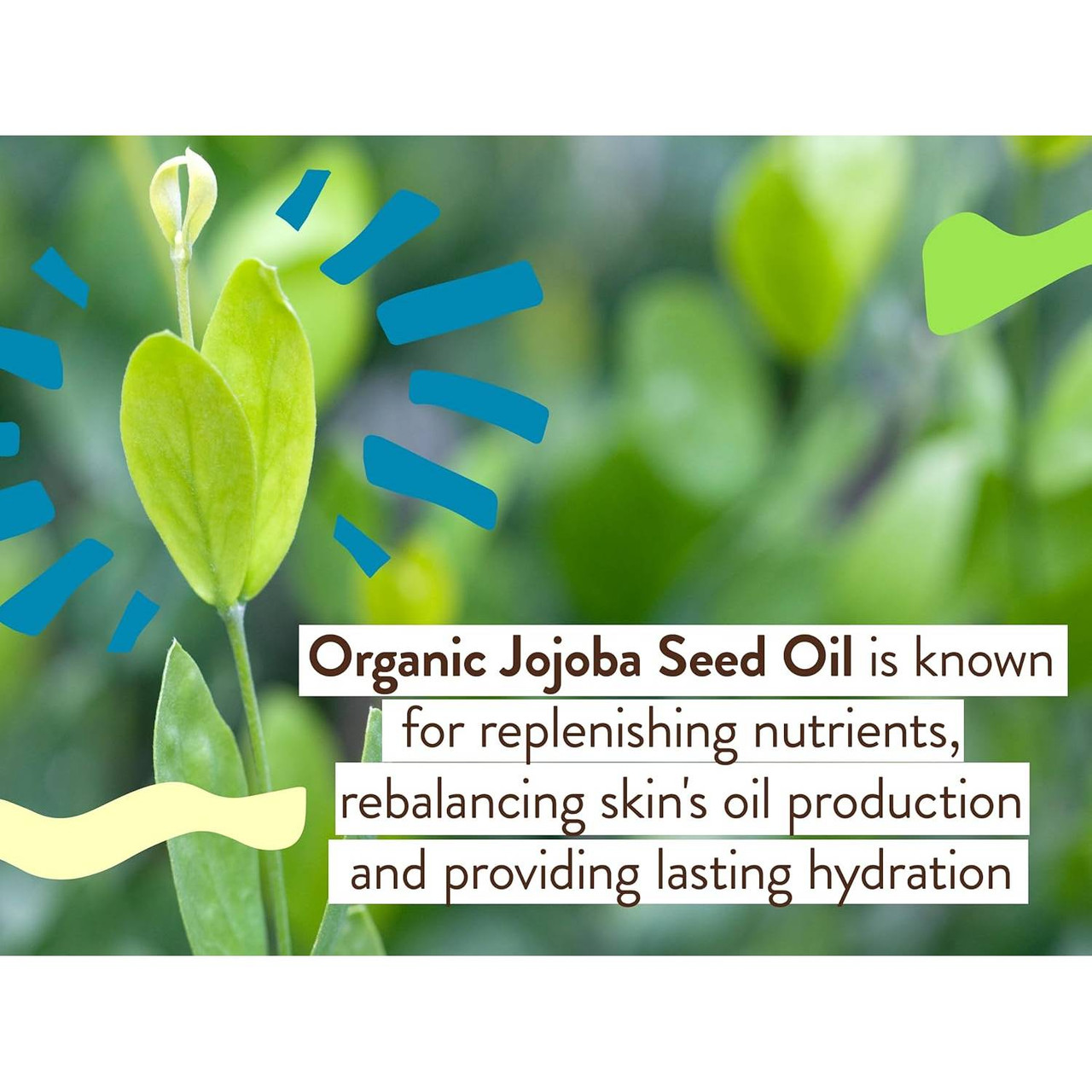 Organic jojoba seed oil ingredient graphic