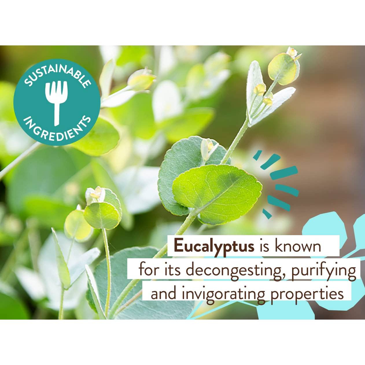 Eucalyptus leaves, sustainable ingredients graphic