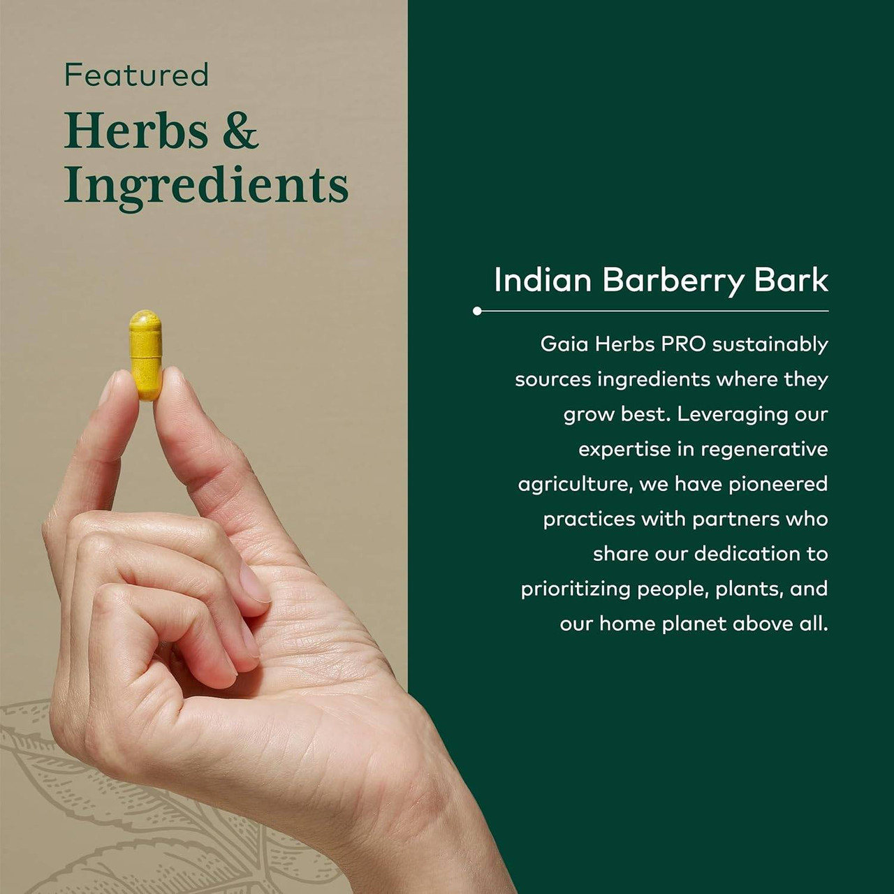Hand holding a capsule, featured ingredient Indian barberry bark graphic