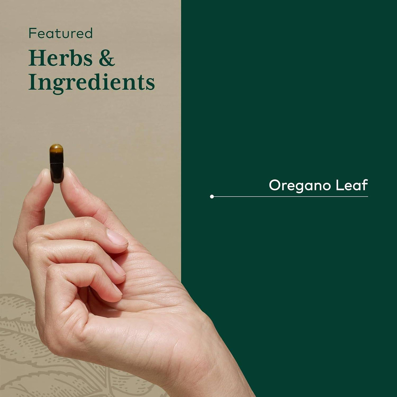 Hand holding a capsule, featured herbs and ingredients oregano leaf graphic