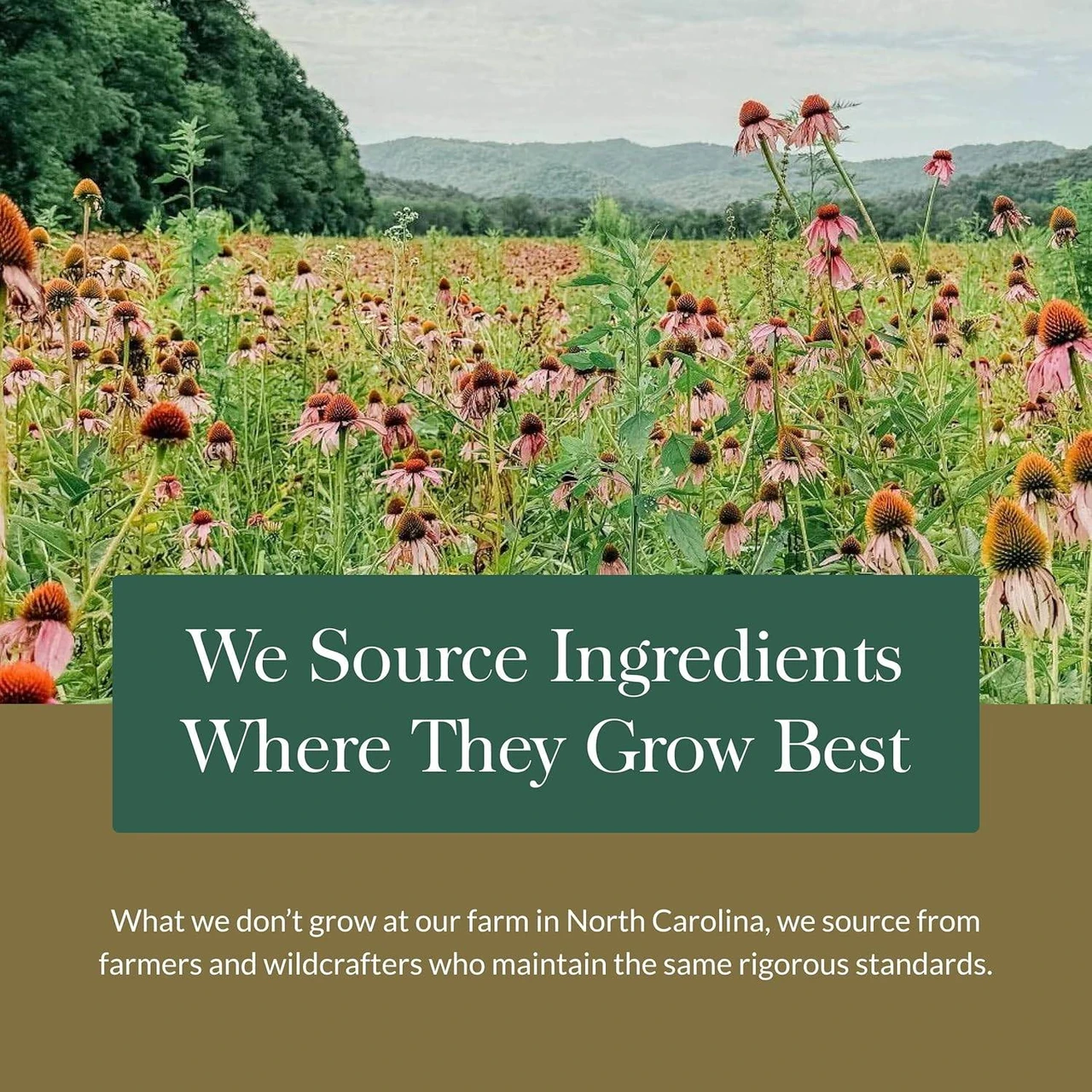 Purple coneflower field, we source ingredients where they grow best