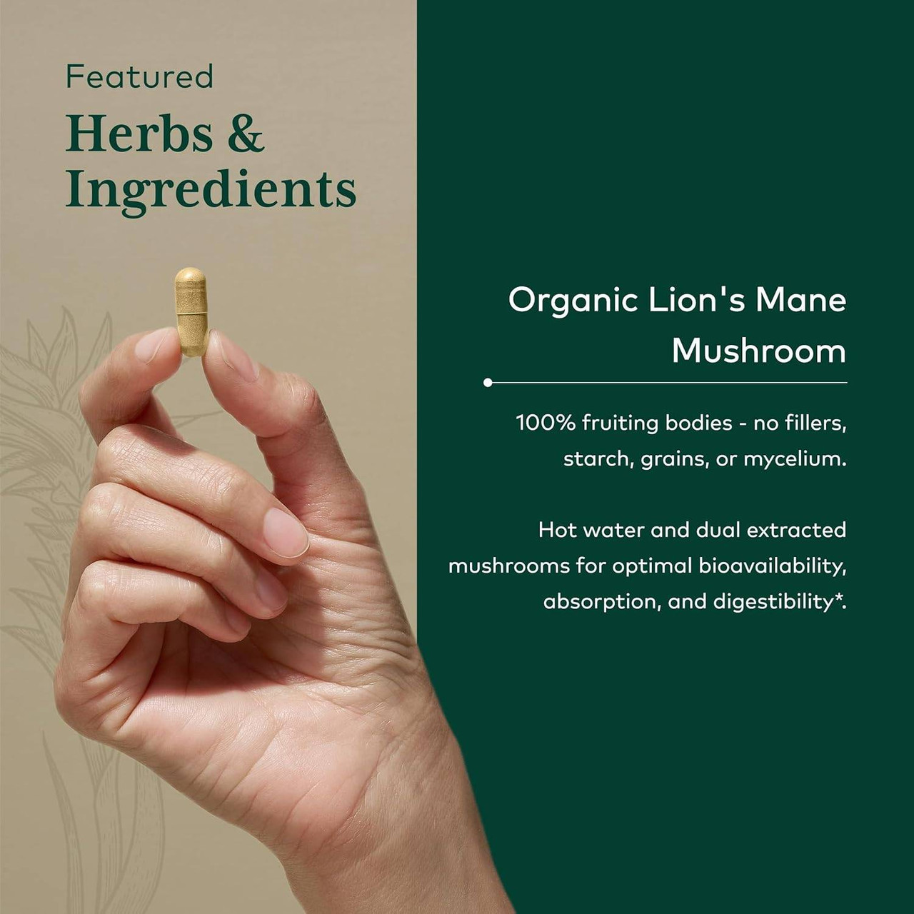 Hand holding a capsule, featured organic Lion's Mane mushroom ingredient