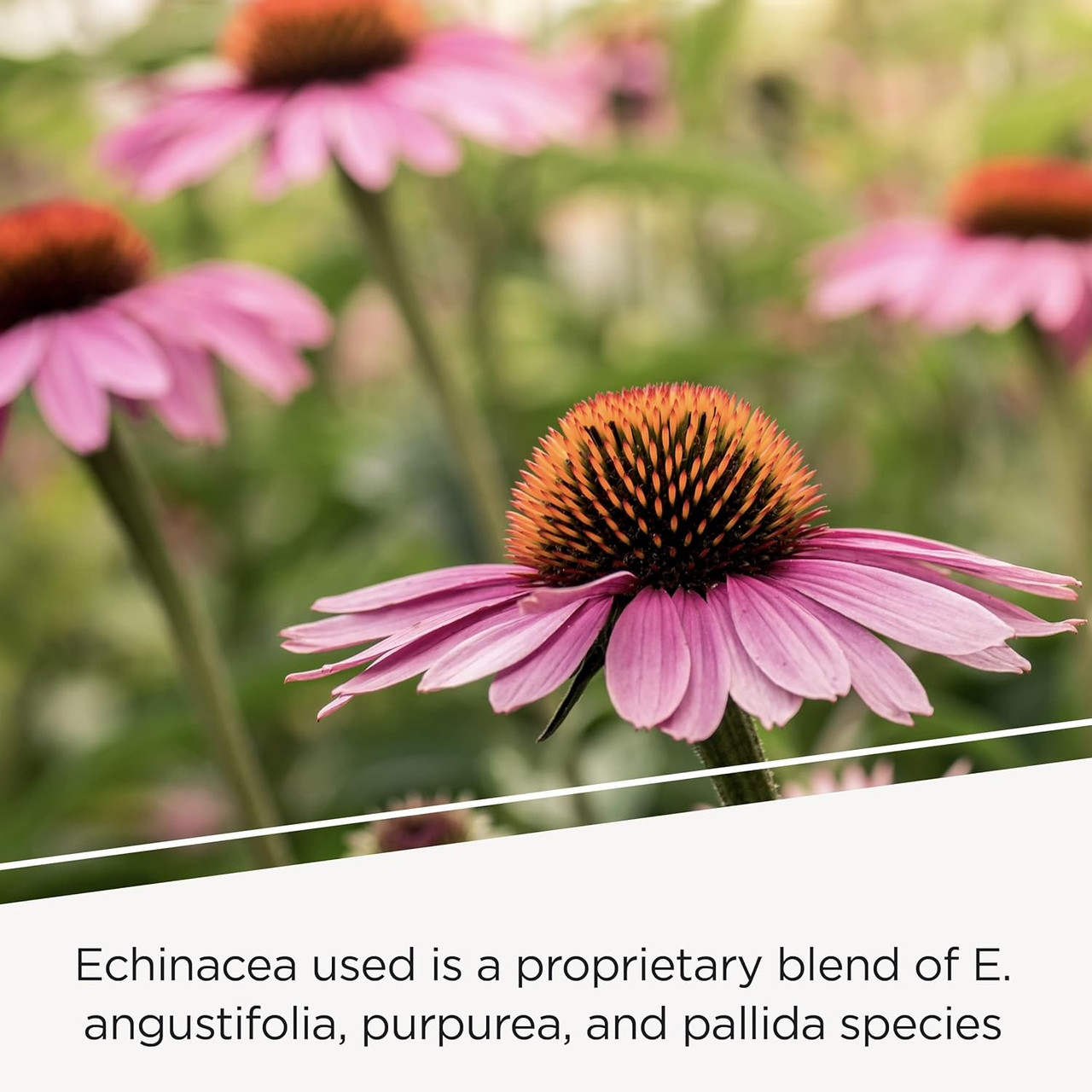 Pink echinacea flowers with echinacea blend note