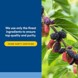 Mulberries on a branch, finest ingredients and third party certified graphic