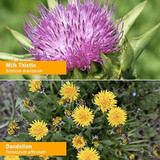Milk thistle and dandelion botanical ingredient photos for Liver Health
