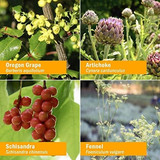 Oregon grape, artichoke, schisandra and fennel botanical ingredient photos