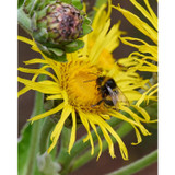 Bumblebee on a yellow elecampane flower