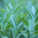 Fresh sage plant leaves growing