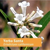 Yerba santa (Eriodictyon californicum) white flowers