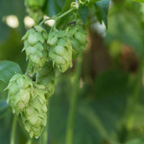 Green hops cones growing on the vine