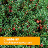 Red cranberries on the vine, Vaccinium macrocarpon botanical photo