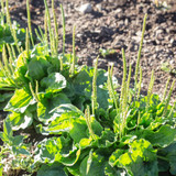 Fresh green broadleaf plantain plants in a garden bed botanical photo