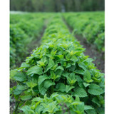 Long rows of green herbal plants growing in an outdoor field