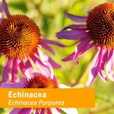 Pink echinacea flowers with orange-brown cones, Echinacea purpurea botanical photo