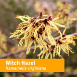 Yellow ribbon-petaled witch hazel flowers, Hamamelis virginiana botanical photo