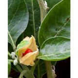 Red ashwagandha berry in a green papery calyx botanical photo