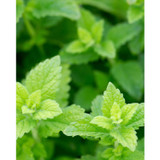 Close-up of bright green lemon balm leaves botanical photo