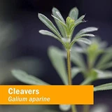 Herb Pharm Cleavers