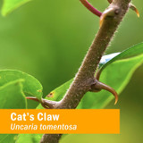 Thorny green cat's claw vine stem, Uncaria tomentosa botanical photo