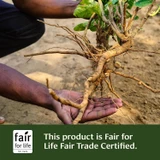 Hands holding a freshly harvested root, Fair for Life Fair Trade Certified graphic