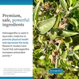 Ashwagandha plant with red berries, Ayurvedic rejuvenation graphic