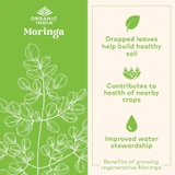 Moringa leaf illustration, benefits of growing regenerative moringa graphic