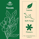 Neem leaves, soft twigs and flowers botanical graphic