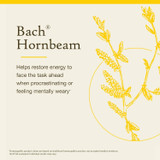 Bach Hornbeam restore energy when procrastinating or mentally weary graphic
