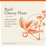 Bach Cherry Plum botanical illustration with description