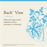 Bach Vine title card with blue grapevine flower illustration