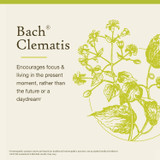 Bach Clematis encourages focus and living in the present rather than daydream graphic