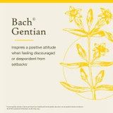 Bach Gentian inspires positive attitude when discouraged by setbacks graphic
