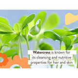Watercress sprouts, watercress ingredient graphic