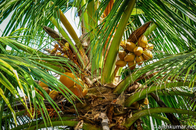  Coconut Oil for Beautiful, Radiant Skin