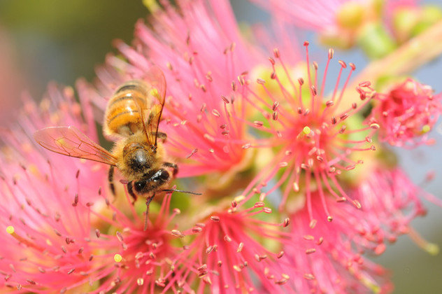 ​The Un-BEE-lievable Benefits of Bee Venom-Infused Skincare