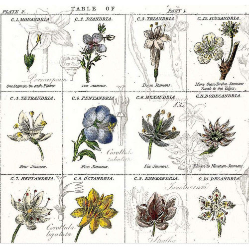 Riley Blake Designs Sewing Seeds III Flower Classes Fabric by J. Wecker Frisch CD15684-WHITE