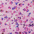 Watercolor Meadow Pink Wide Backing Fabric Sold by 50cm