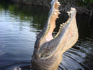 10 Things You Didn’t Know About Everglades