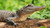 miami-tours-everglades