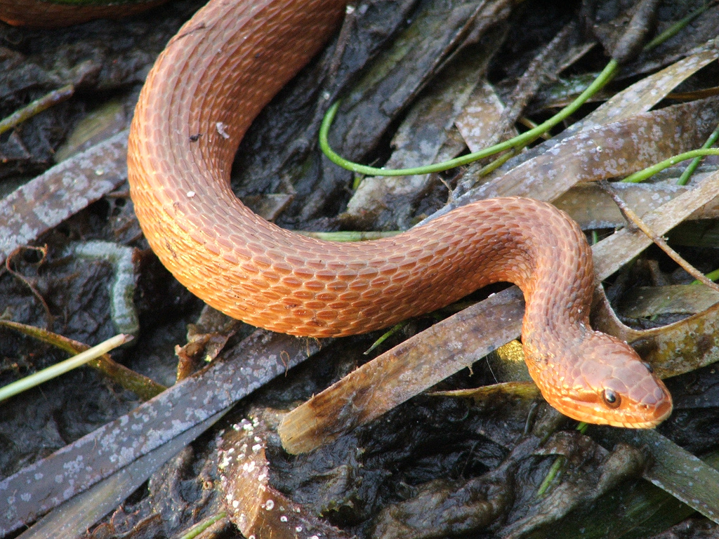 Miami Tours Atlantic Salt Marsh Water Snake Everglades Tours